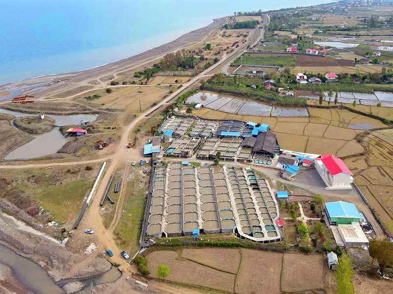 imgi_65_caviar_de_beluga_Dubai_Sturgeon_fish_farm_caspian_sea