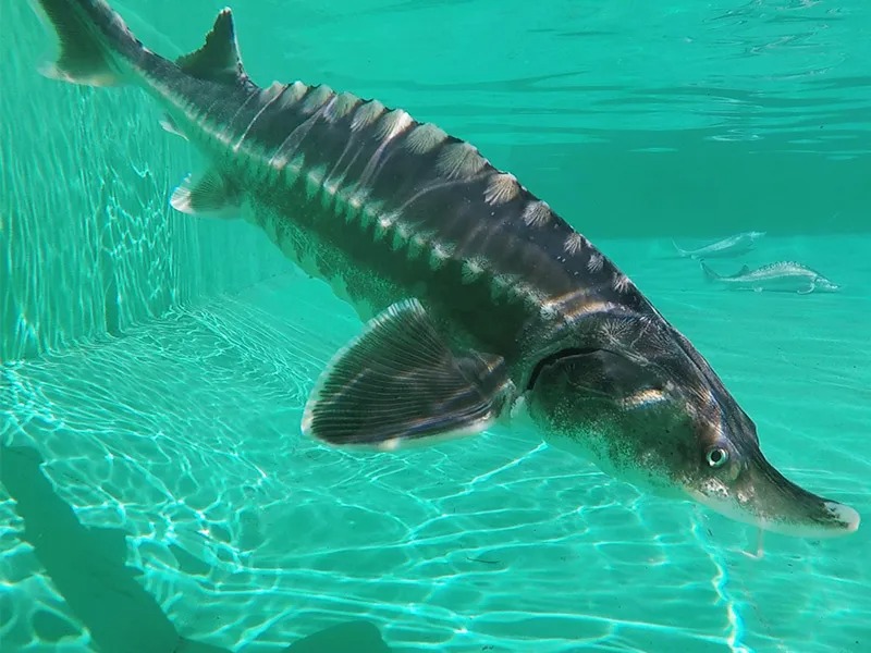 imgi_75_caviar_de_beluga_Dubai_caspian_sea_beluga_caviar_gallery_image4